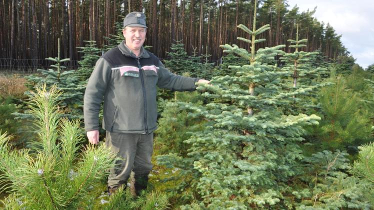 Der Dadower Revierförster Hans-Jürgen Schmidt vor einer rund neun Jahre alten Koreatanne in der Weihnachtsbaumplantage des Forstamtes Grabow. 