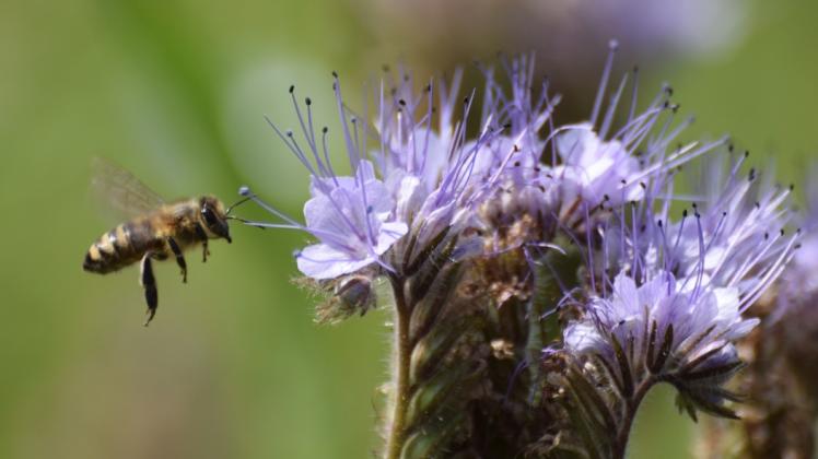 Anflug auf die Phacelia, die Bienenweide. Im November endet solch ein Ausflug jedoch oft tödlich für die Bienen.