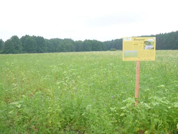 Bienenweide in der Nähe von Loiz Bienenweide in der Nähe von Loiz