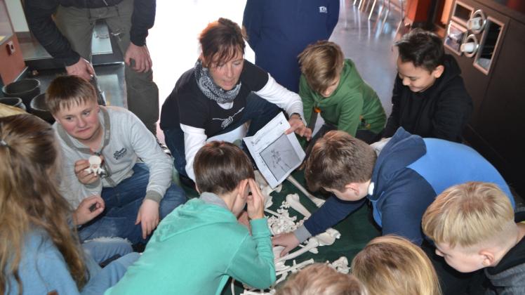 Knochenarbeit: Zusammen mit Museumsleiterin Heike Pilz (M.) bauten die Schüler ein Skelett zusammen.  Fotos: Wibke Niemeyer 