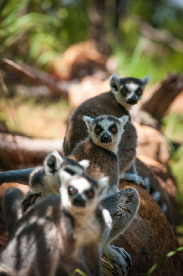Madagaskar ist bekannt für seine Lemuren.