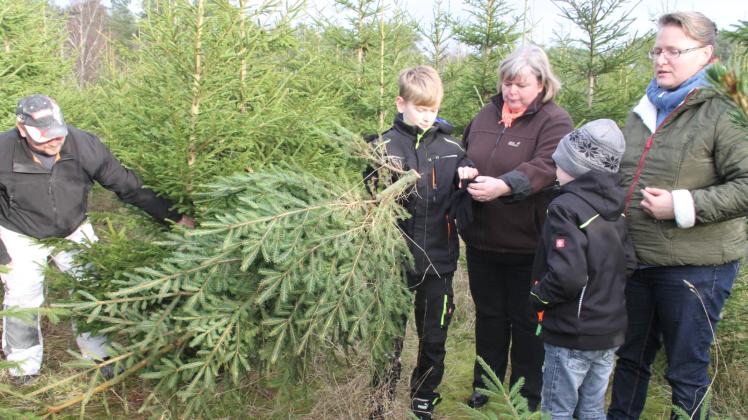 Großfamilie Heuer aus Gustävel hat ihren Baum gefunden. Fotos: Kerstin Erz Großfamilie Heuer aus Gustävel hat ihren Baum gefunden. Fotos: Kerstin Erz