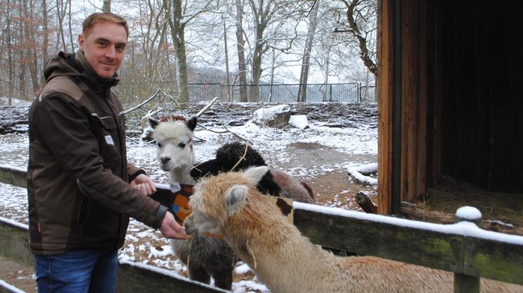Auch im Winter einen Besuch wert: Direktor Dr. Tim Schikora füttert die Alpakas im Schweriner Zoo. 