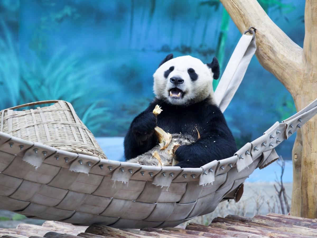 Panda-Kacke wird zu Klopapier