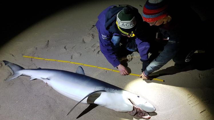 Mitarbeiter der Schutzstation Wattenmeer vermaßen den Blauhai.