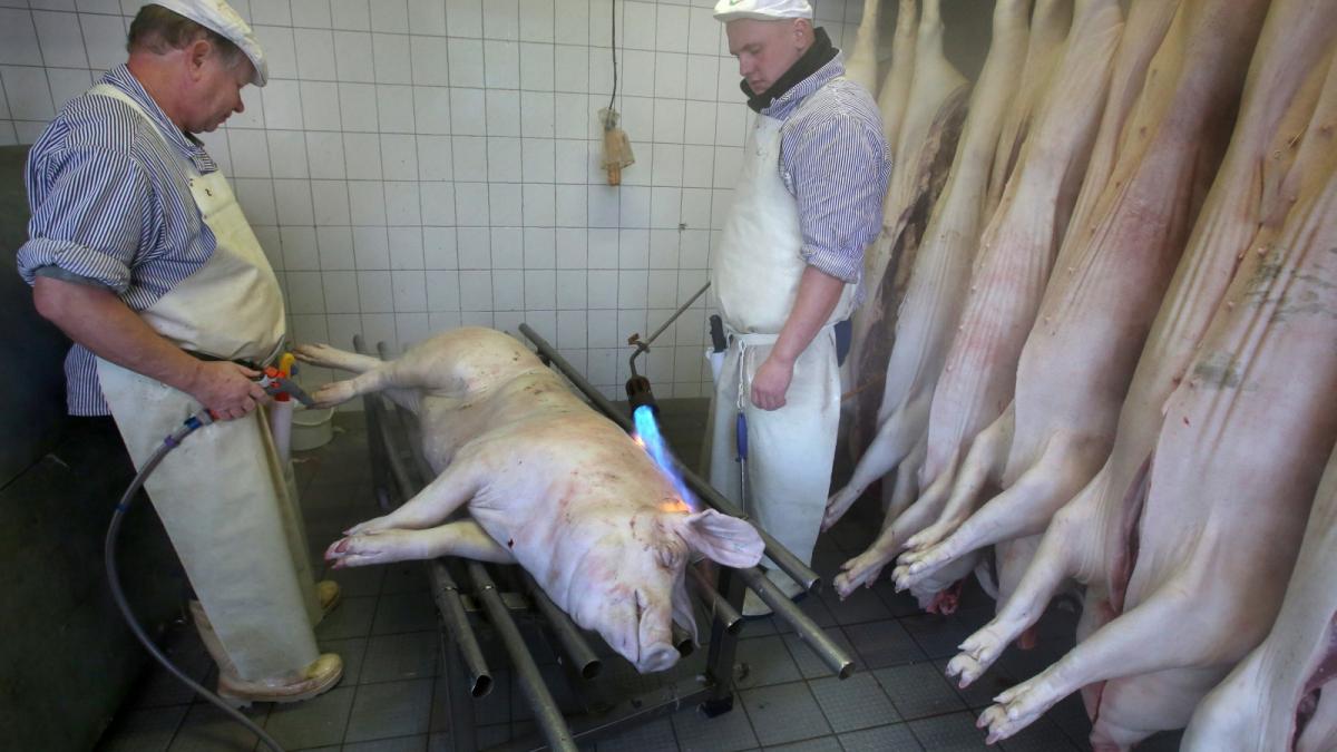Wurst und Festtagsbraten vom eigenen Schwein | SVZ