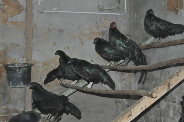 Nicht nur die Sumatra-Hühner in Kuchelmiß harren im Stall aus. Alles Geflügel ist wegen der Geflügelgrippe interniert.  Fotos: Archiv/Regina mai 