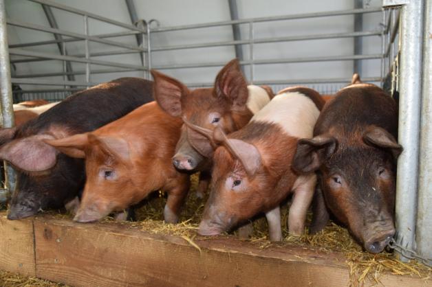 Viele kleine Glücksschweine: Die Kreuzungen aus Sattelschwein und ungarischem Wollschwein ergeben ungewöhnlich vielfältige Mischungen