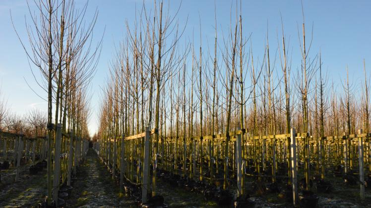 Im Kreis Pinneberg wachsen immer weniger Bäume. Sowohl die Zahl der Baumschulen als auch die von ihnen bewirtschafteten Flächen nehmen ab.