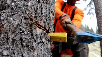 Die Stadt Wedel möchte ihre Baumschutzsatzung ändern.