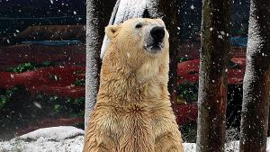Schnee findet Eisbär Vitus zwar toll,...