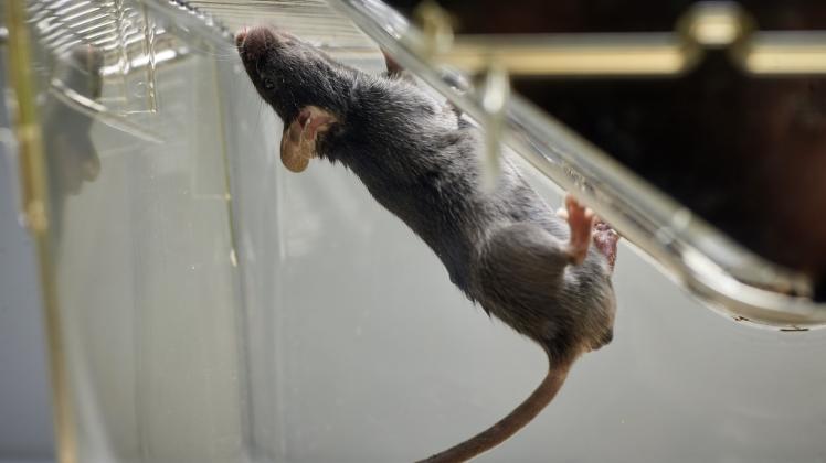 Im Dienste der Wissenschaft: Die international renommierten Dummerstorfer Mäuse sind weltweit die einzigen, die bereits auf eine erhöhte Fruchtbarkeit gezüchtet worden sind. 