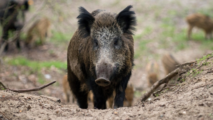 Wildschweine verbreiten die Afrikanische Schweinepest in Europa.