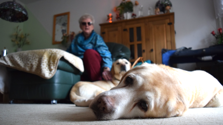 Mit Blindenführhund Cedric und Rentner Unkas (vorn) lebt Silvia Peske in Lichtenhagen. Im Einsatz ist nur noch Cedric. Austoben dürfen sich die beiden im Garten.