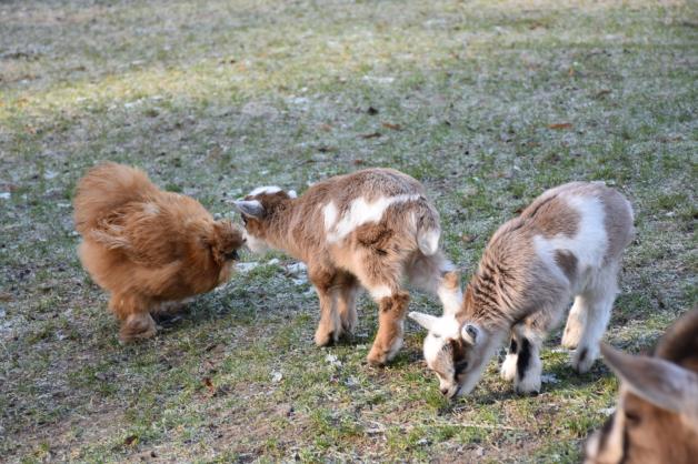 Die junge Ziege geht auf erste Tuchfühlung mit einem Seidenhuhn.  Fotos: anja engel 