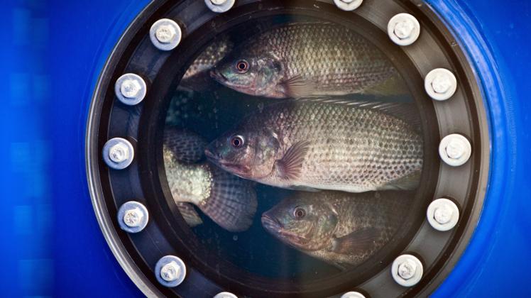 Die Weltmeere sind überfischt – jetzt sollen es Aquakulturen richten.