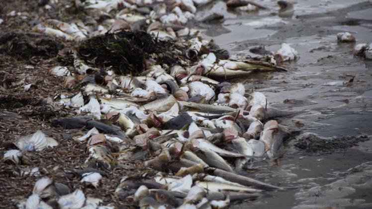 Tote Fische – Tausende Kadaver werdenam 12. September 2017 am Hundestrand angespült.