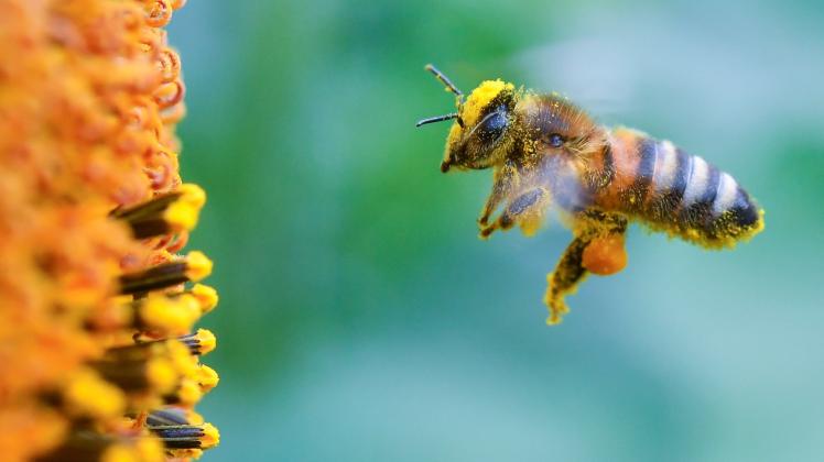 Voll bepackt mit Pollen und Blütenstaub ist diese Biene – doch ob sie den Winter überlebt? 