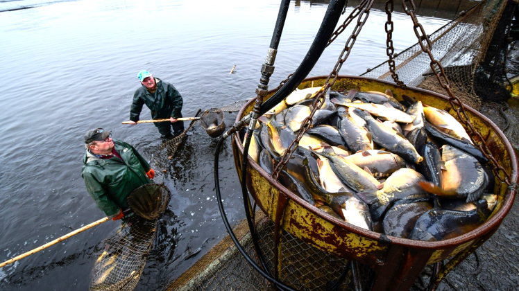 Karpfenernte in der Lewitz: Zum Ende der Saison 2017 wurden rund 130 Tonnen Speisefisch abgefischt.