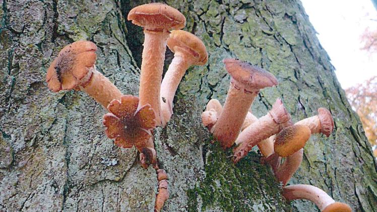 Pilze sehen bizarr aus, signalisieren aber Gefahr. 