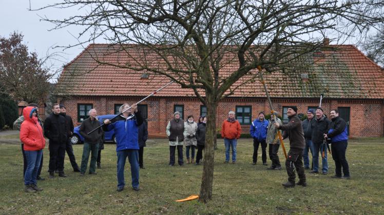 Obstbaumschnitt: Nach der Theorie nahmen sich die Kursteilnehmer die Bäume auf der Streuobstwiese in Wamckow vor. 