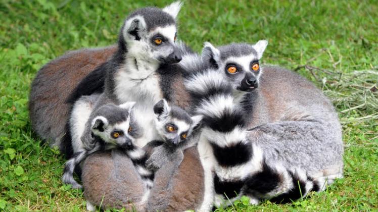 Diese Katta-Familie hat es gut, sie darf kostenlos in den Zoo, weil der nämlich ihr Zuhause ist. Die neugierigen Lemuren mit den langen Ringelschwänzen gehören zu den Publikums-Lieblingen im Schweriner Tierpark.