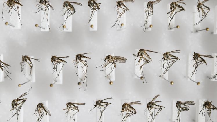 Am Leibniz-Zentrum für Agrarlandschaftsforschung in Müncheberg werden heimische Stechmücken wie hier die Art Aedes cantans  präpariert. 