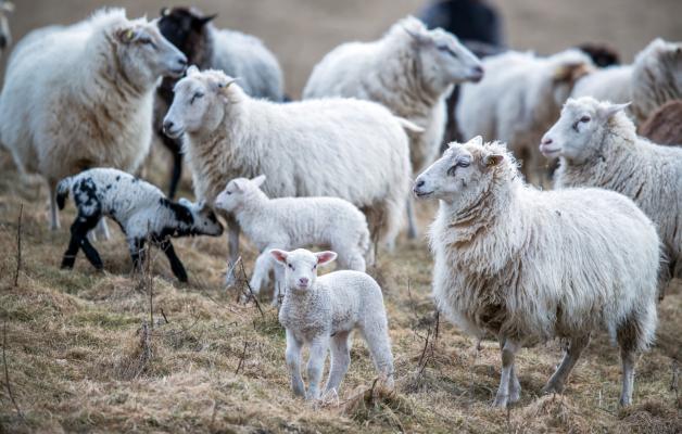 Guter Platz zum Weiden: Schafe im Biosphärenreservat Schaalsee