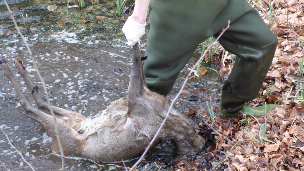 Hund Reißt Hochträchtiges Reh Im Wald Shz 2404