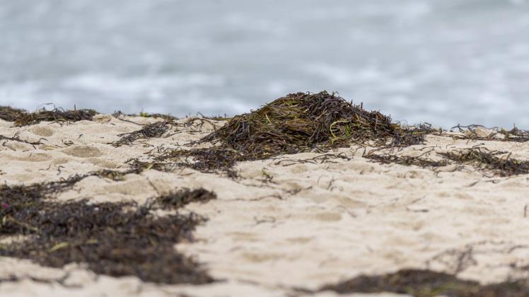 Mit einer Treibseldüne soll in Noer Küstenschutz betrieben werden.