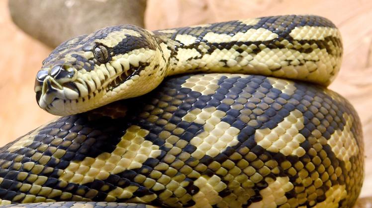 Pythons können bis zu zehn Meter lang werden. Im Rostocker Nordwesten wurden zwei ausgewachsene Schlangen dieser Art konfisziert. 