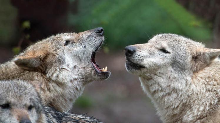 Wölfe haben Freunde und Feinde. Eine sachliche Diskussion zwischen ihnen hielten die Veranstalter bereits im Vorfeld für ausgeschlossen.