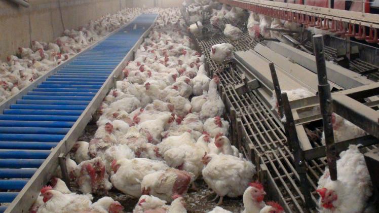 Foto der Tierrechtsorganisation PETA zeigt eine Szene der Massentierhaltung von Hühnern einer Geflügelfarm im Kreis Diepholz (Foto von 2009).