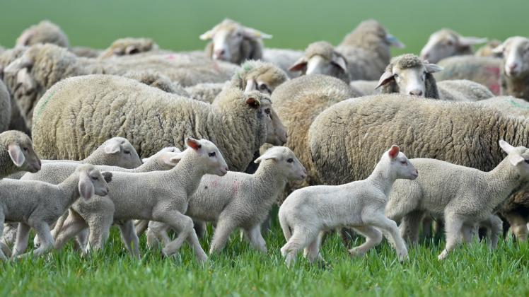 Eine Schafherde wurde auf der Insel Usedom angegriffen.