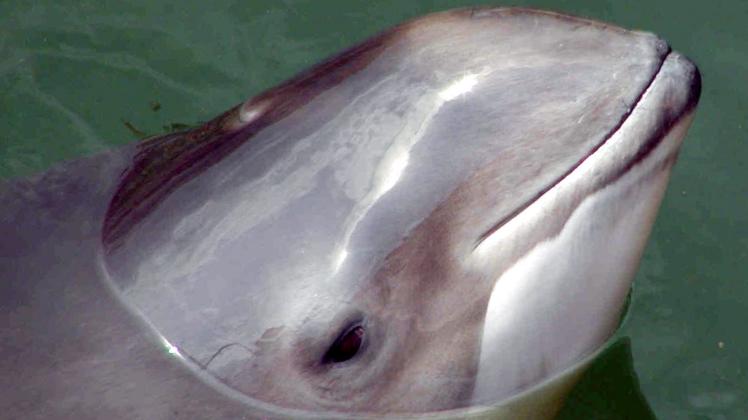 Ostseeschweinswale sind gefährdet. Forscher machten anlässlich des Internationalen Tags des Ostseeschweinswals am Sonntag auf die prekäre Lage der Tier aufmerksam. 