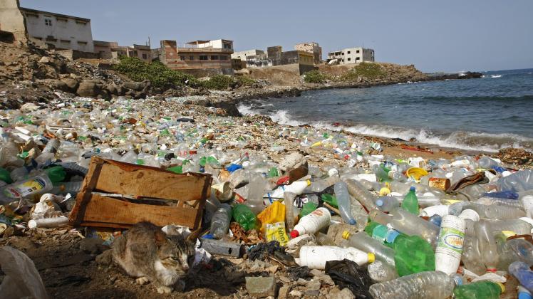 Eine Katze hockt auf dem vor allem mit Plastikflaschen verschmutzten Atlantikstrand von Ngor, Dakar, Senegal. 