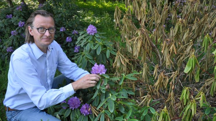 Gesunde, absterbende und tote Triebe an einem Strauch: Dietmar Braune zeigt einen kranken Rhododendron. Was genau der Pflanze fehlt, wird derzeit untersucht. 