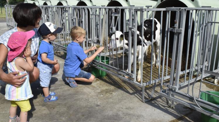 Der fünfjährige Jona traut sich und streichelt das Kalb, das neugierig aus der Box gekommen ist. Kinder aus der Kita Hülseburg besuchten den Milchhof. 