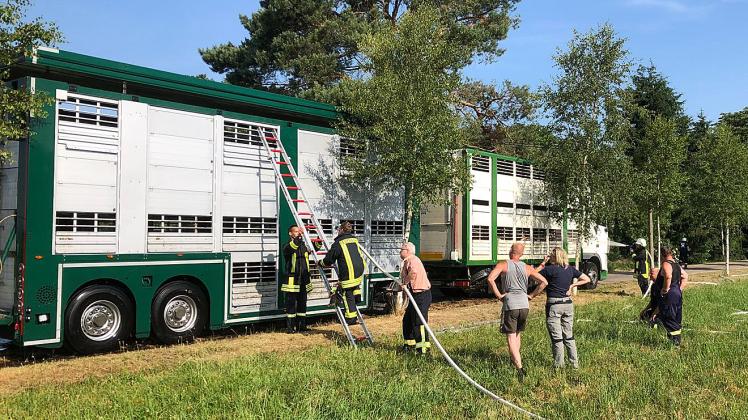 Schweine-Hitze: Rinder und Schweine auf Pannen-Vieh-Transport müssen von Feuerwehr vor dem Verdursten gerettet werden