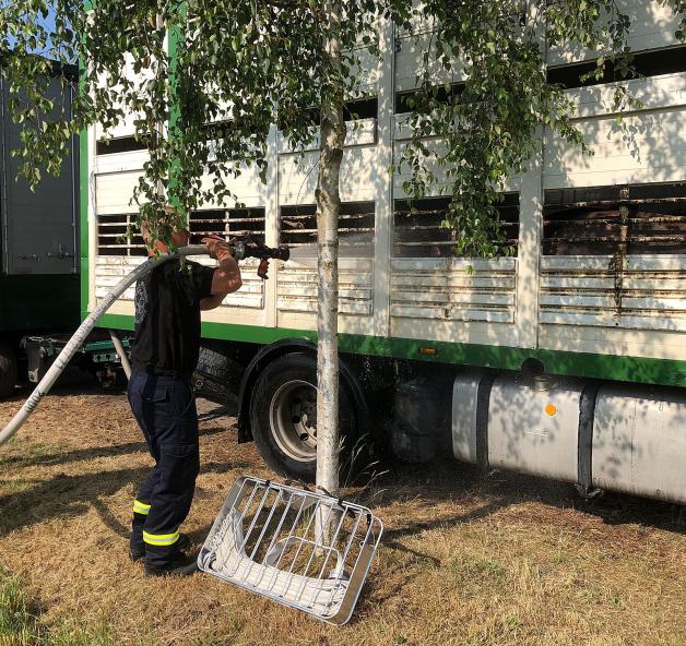 Schweine-Hitze: Rinder und Schweine auf Pannen-Vieh-Transport müssen von Feuerwehr vor dem Verdursten gerettet werden Schweine-Hitze: Rinder und Schweine auf Pannen-Vieh-Transport müssen von Feuerwehr vor dem Verdursten gerettet werden