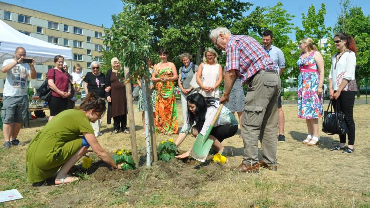 Blumen zu Füßen des Apfelbaumes: Martina Nösse (l.) und Ljudmille Kuhlmann pflanzen Sonnenblumen. Horst Friedrich geht ihnen zur Hand.