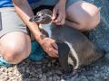 Flocke ist eine Handaufzucht. Von seinen Tierpflegerinnen holt sich der Pinguin gern Streicheleinheiten. ⇥