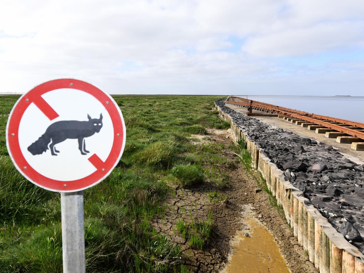 Die Rettung von Olands Vogelwelt vor dem Fuchs