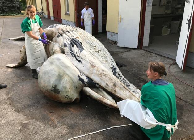 Die Wissenschaftlerinnen Linda Westphal (l.) und Vivica von Vietinghoff (r.) vermessen den toten Buckelwal im Nautineum Stralsund. Martin Lindner hilft ihnen dabei. 