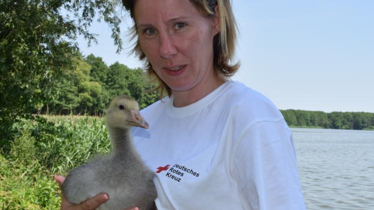 Weicht seiner Lebensretterin  Petra Meyer nicht mehr von der Seite: eine kleine Wildgans.