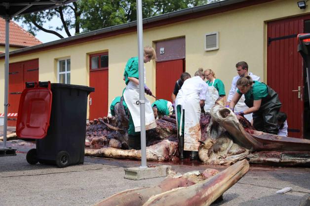 Der Kadaver des Buckelwals von Graal-Müritz wird in Stralsund seziert