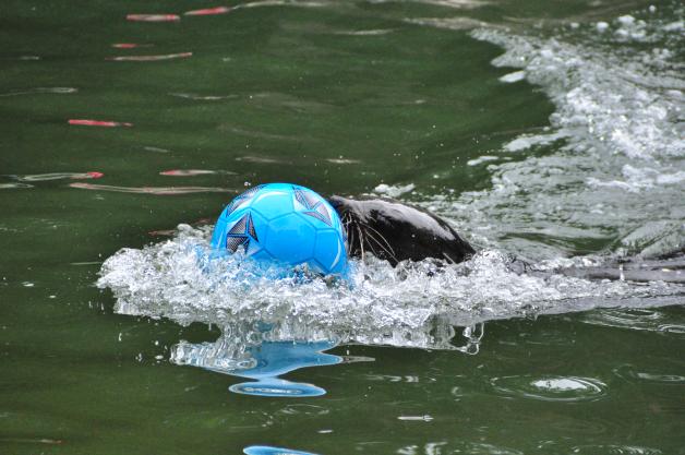 Schlechtes Omen für den WM-Auftakt der Deutschen Fußballnationalmannschaft: Seebärendame Daisy aus dem Rostocker Zoo hat statt des schwarz-weiß-roten Balls den blauen (für Mexiko) aus dem Wasser gefischt. 