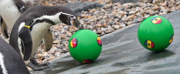 Die Spreewelten Pinguine sorgten bereits 2014 für Spaß und Verdruss unter Fussball-Fans