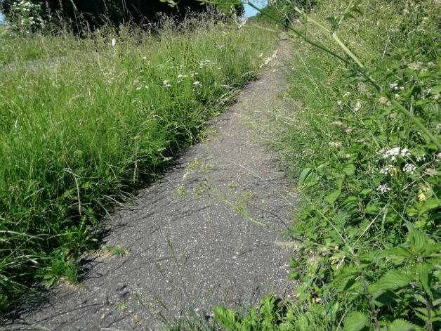 Von Gräsern und Pollen überwuchert: Der selbe straßenbegleitende Zwei-Richtungs-Radweg im Juni.