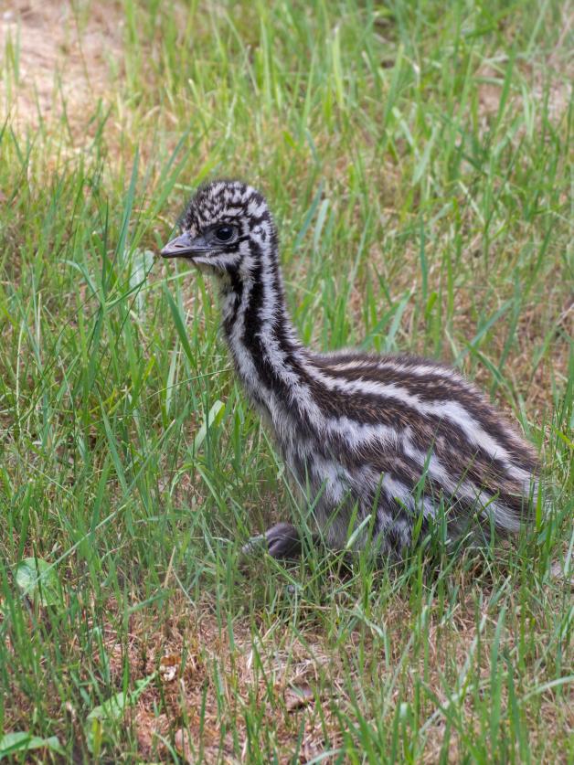 Das etwa eine Woche alte Emu-Küken gewöhnt sich in der Außenanlage ein.  